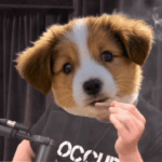 MufeyElonsmokerogue
